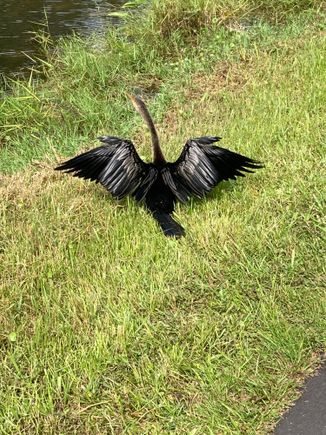 Anhinga right at our feet . There were two of them and one flew off.