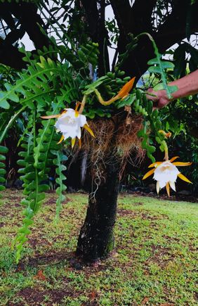 Its took 4 years, but finally my zigzag plant is performing!
