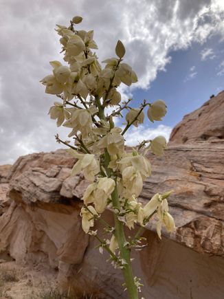 Yucca in bloom (I think)