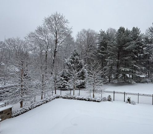 The trees inside the fence are birch trees. In the summer they are so beautiful. Again, they look much smaller taken from my bedroom window where I have a large picture window looking out at the splendor. 