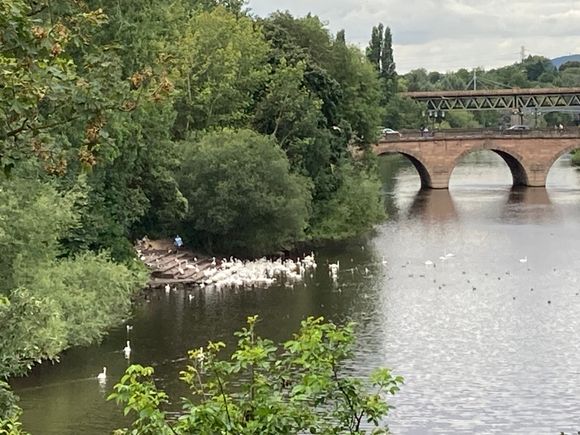A lot of swans gathered on the Severn in Worcester 