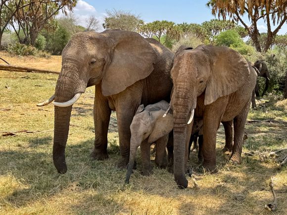 St Louis Zoo, world renowned 
