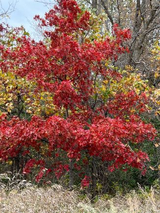 a very small Red Oak tree.