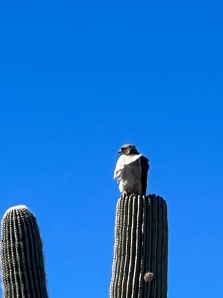 Saw this guy almost every down coming down the mountain.