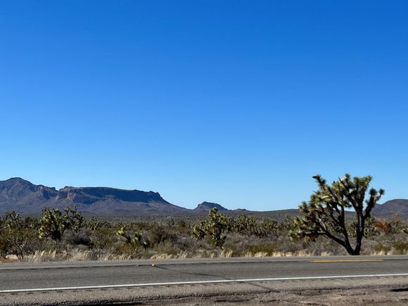 A desert "forest' of Joshua Trees.