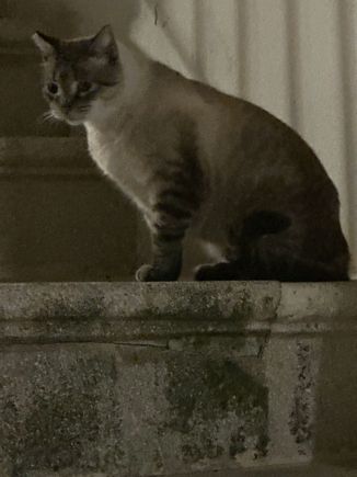 Local resident on guard