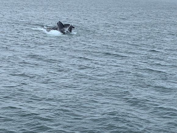 Humpback whale on return in Chatham Sound