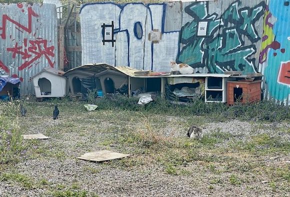 People have built shelters for the feral cats