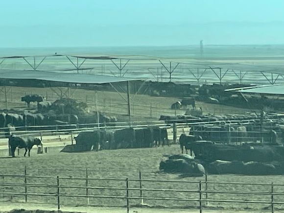 This is big feed lot on 5.  You can smell it for about two miles before you see it!