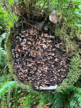Crazy growth on the cut log of a tree.