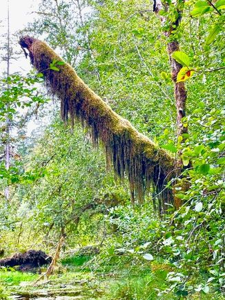 Some of the moss on this "orangutan arm"