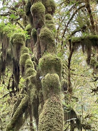  Just a couple of bumps on a log