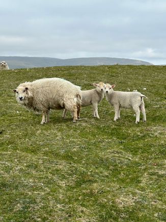 It’s Spring here so lots of lambs. 