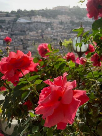 Morning flowers, with Modica in the background