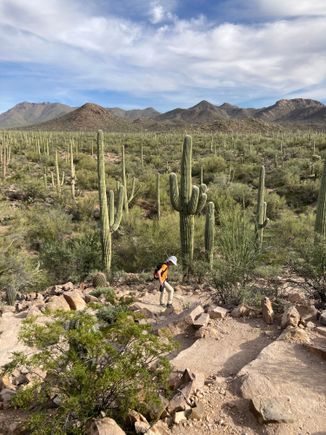 View of saguaro national park from Signal Hill