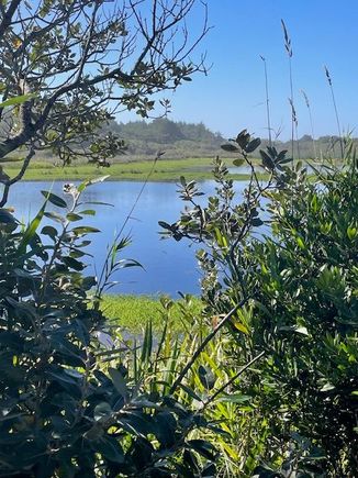 After a while, it's a mile trail, we come to a little pond and are looking for critters, but don't see any, then we saw an osprey which was pretty cool.