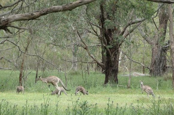 Kangaroos everywhere 