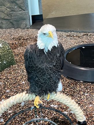 An Eagle from the center. She only has one eye so no depth perception.C