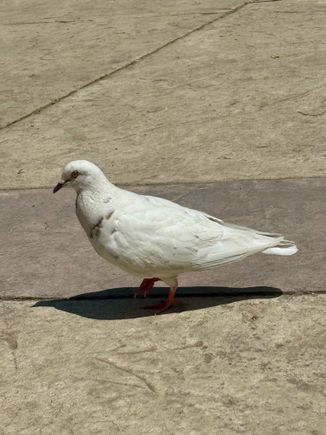 Rock Pigeon 