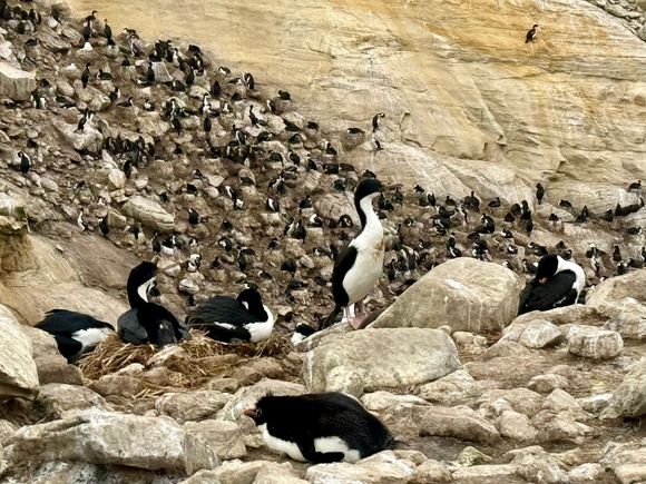 Imperial Shags hanging with the Rockhoppers and Albatrosses