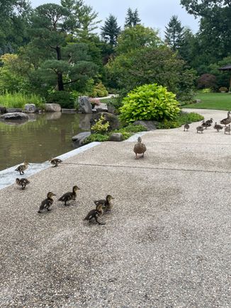 Ducklings!! This picture makes me think of rival gangs like the Sharks vs the Jets. (Or it’s just my weird brain). 