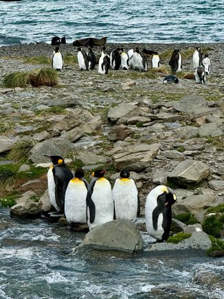 King penguins greet us at the end of the hike.