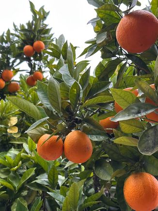 Valencia oranges not ready.