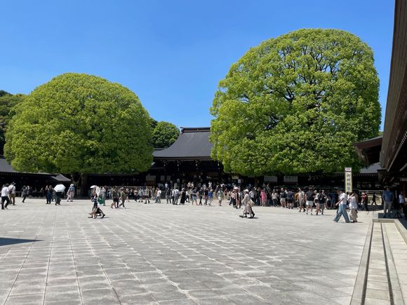 Two of the biggest trees.