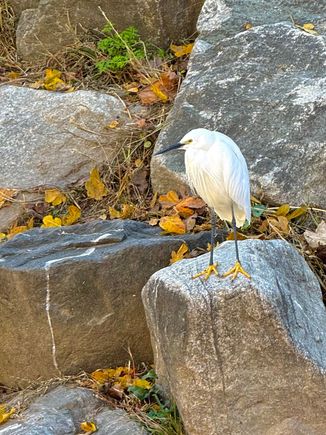 And some birds (finally!!!!!) This is a Little Egret, a lifer.