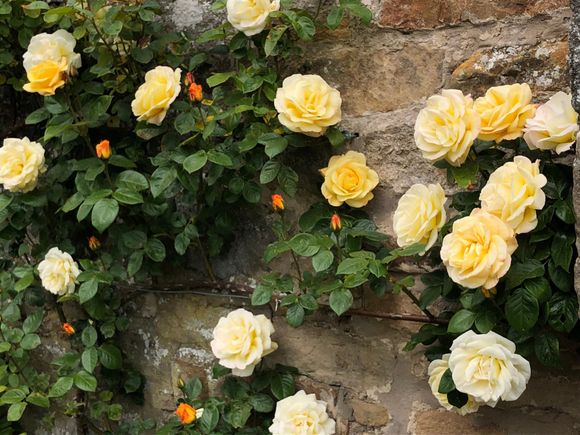 Love the cream roses!