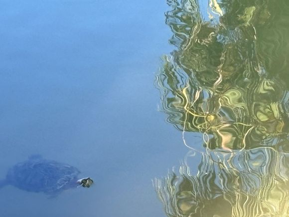 A turtle in the pond at Agua Caliente  park this morning.