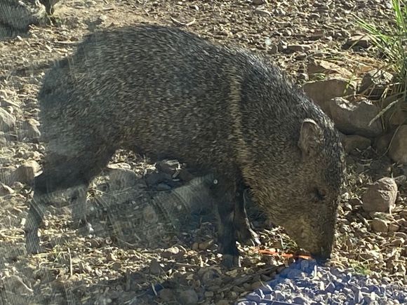 Just a little local wildlife at our inn