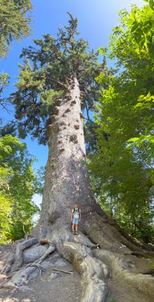 World's largest Sitka spruce tree (my son for size comparison). The circumference of the tree is almost 59 feet