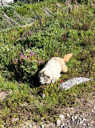 One of the several marmots we saw. They are completely unbothered by people