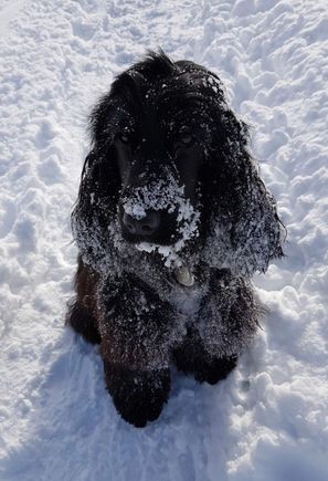  Our cocker buddy Coco — we petsit him on occasion. He loves the snow!