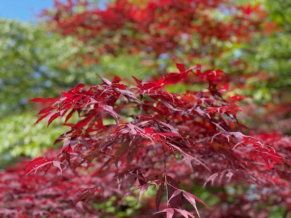 Kenrokuen Garden - I love Japanese maples and wish I could get one to grow in our yard