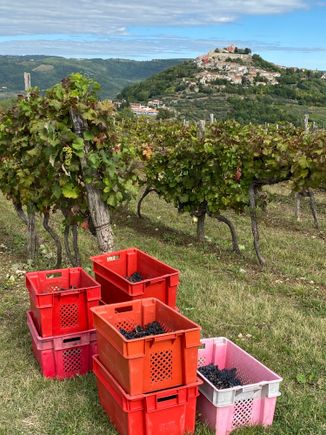 Motovun from the distance 
