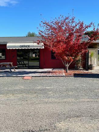 Tree outside office where we are staying.