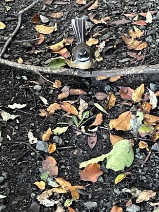 Another fantail photo