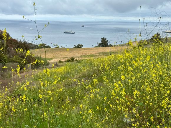 Lots of beautiful wildflowers everywhere