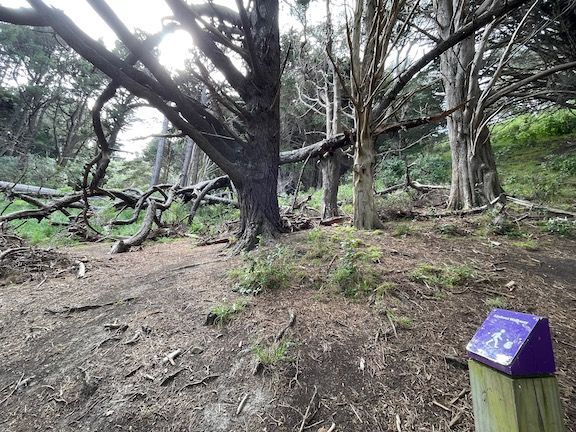 Soon, we were in the tall trees