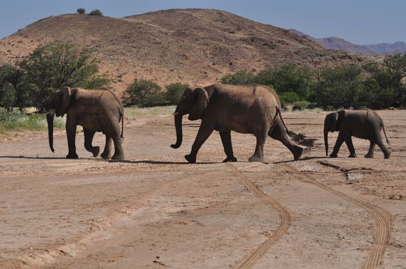 They live in smaller family units made up of only two or three animals, thereby decreasing pressure on food and water resources