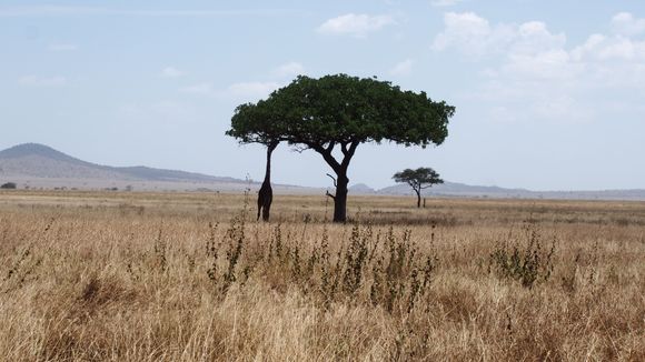 Giraffe grazing on the iconic Acacia tree of the Serengeti