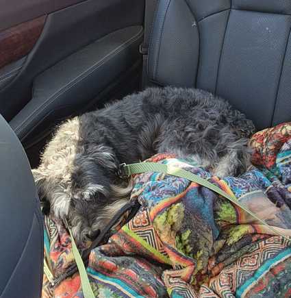 Coming home from the vet office.