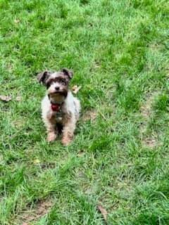 Tiny pup is happy to have Cora busy with the big pups.  Cora is too bouncy, in her opinion.