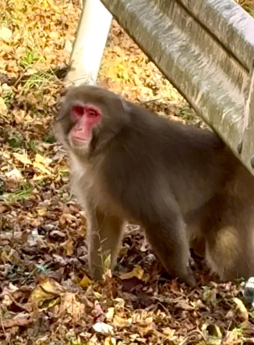 On our way to the Ryokan a troop of macaque (snow monkeys) were comfortably sitting in the middle of the road. Our bus driver was having no part of them getting him off schedule so honked them off the road. 