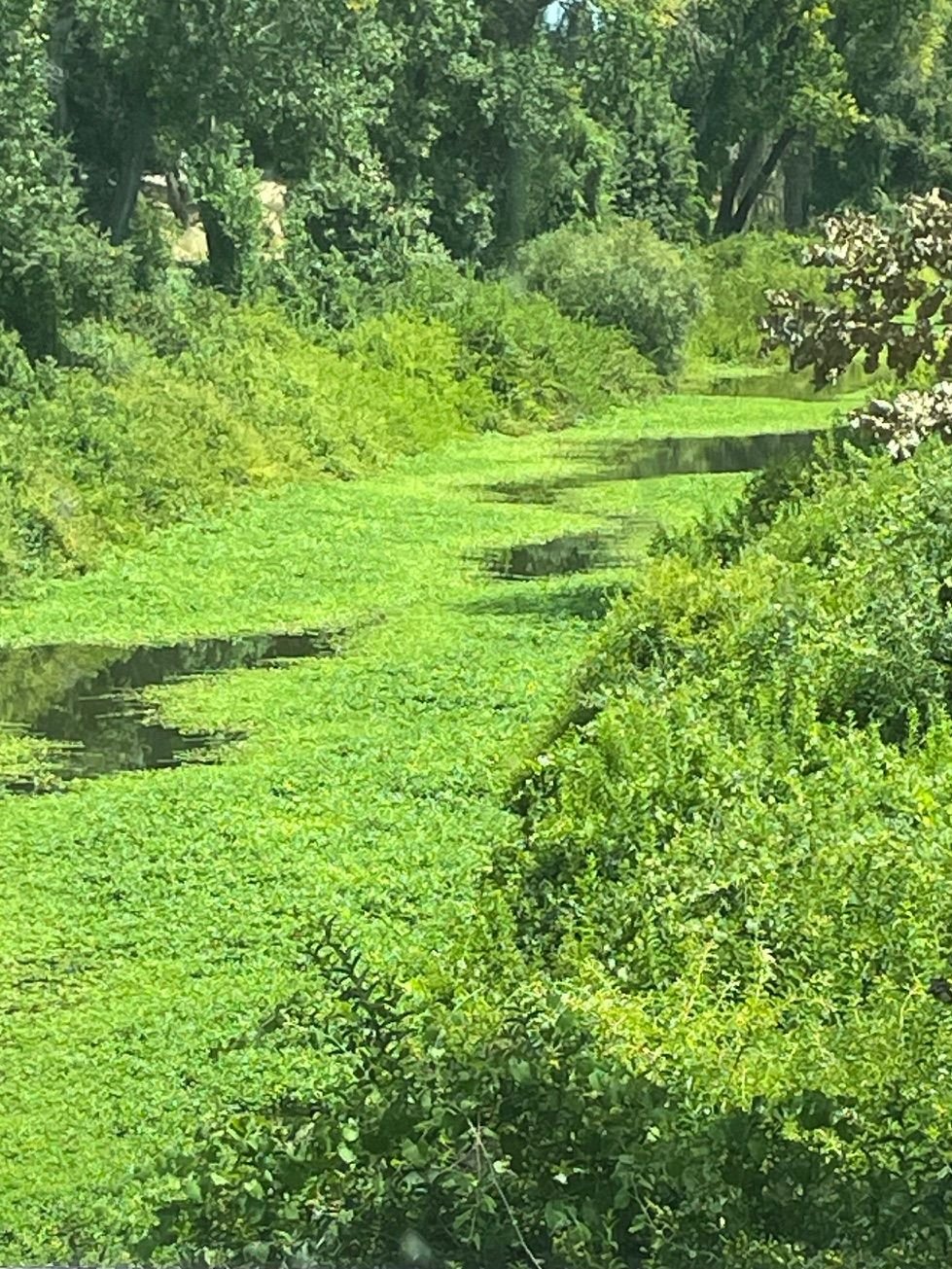 This is a shot in Discovery Park in Sacramento.  We stopped for lunch.