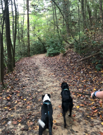 The doggos love to hike
