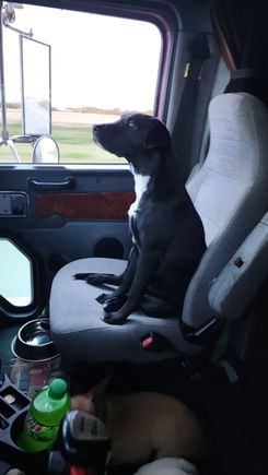 Bella in the passenger seat,  she was very proud, she got up on her own. 