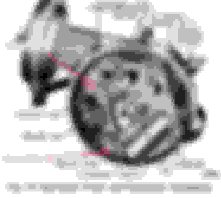 Adjusting Point Gap Ford Truck Enthusiasts Forums